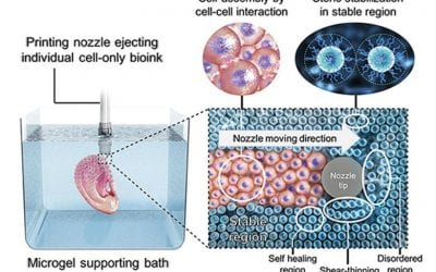 Microgel supports 3D printing technique that builds organs out of stem cells