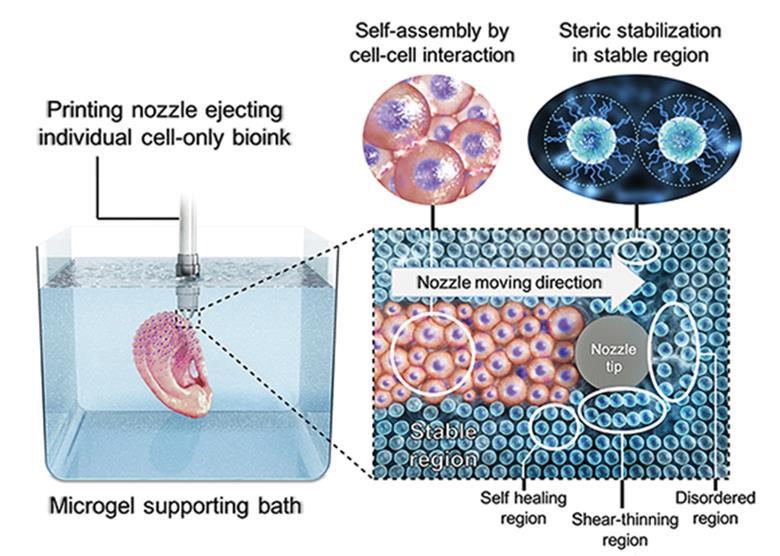 Microgel supports 3D printing technique that builds organs out of stem cells