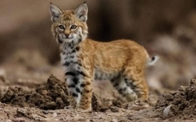 Can we save wildlife with 3D printing?