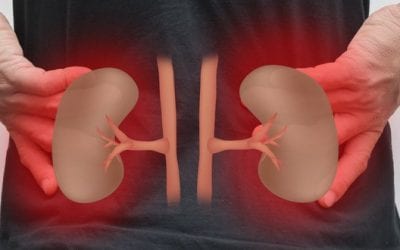 Bioprinting is One Step Closer to Making a Human Kidney