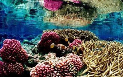 Israelis Use 3D Printing Tech To Save Coral Reefs