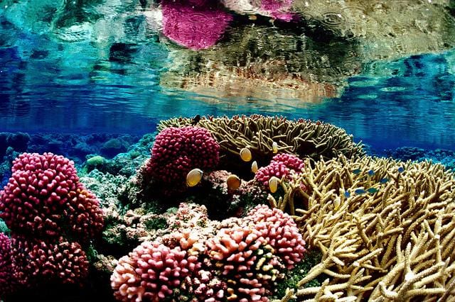 Israelis Use 3D Printing Tech To Save Coral Reefs