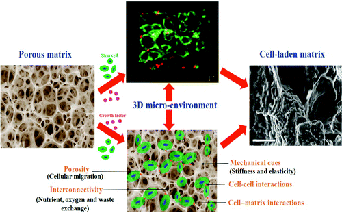 Constructing Three-Dimensional Microenvironments Using Engineered Biomaterials for Hematopoietic Stem Cell Expansion