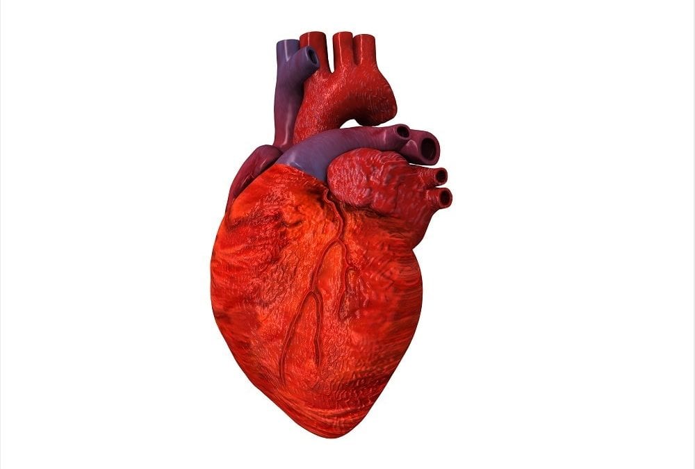 Scientists 3D print full-scale functioning heart components for the first time