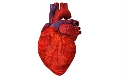 Scientists 3D print full-scale functioning heart components for the first time