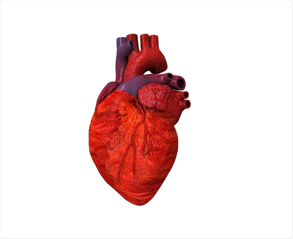 Scientists 3D print full-scale functioning heart components for the first time