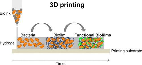 3D Printing Bacteria Biofilms for the Construction of Living Materials