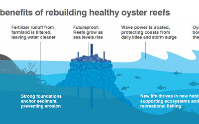 Looking to history to fix Louisiana’s land loss crisis