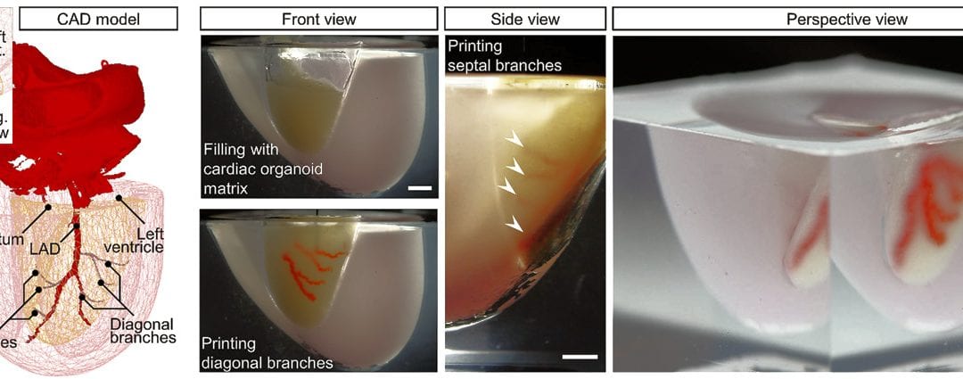 New 3D bioprinting method produces functional organ tissue