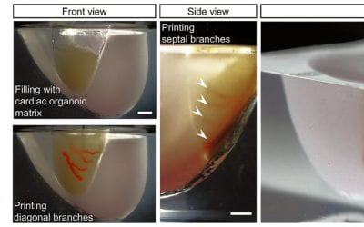 New 3D bioprinting method produces functional organ tissue