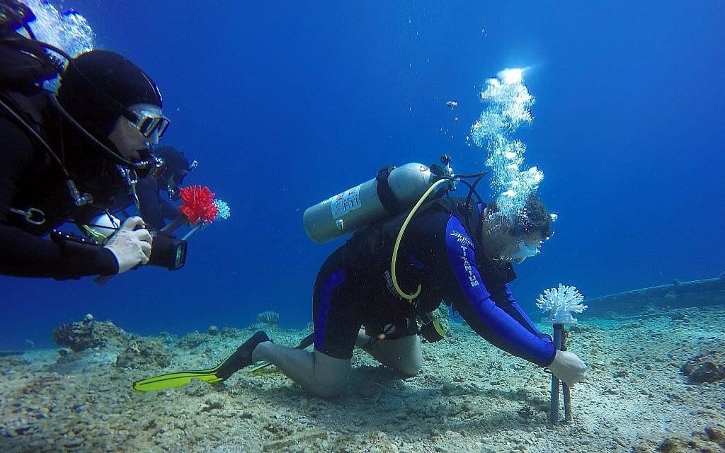 Colorful 3D printed corals prove a housing hit with fish in Red Sea