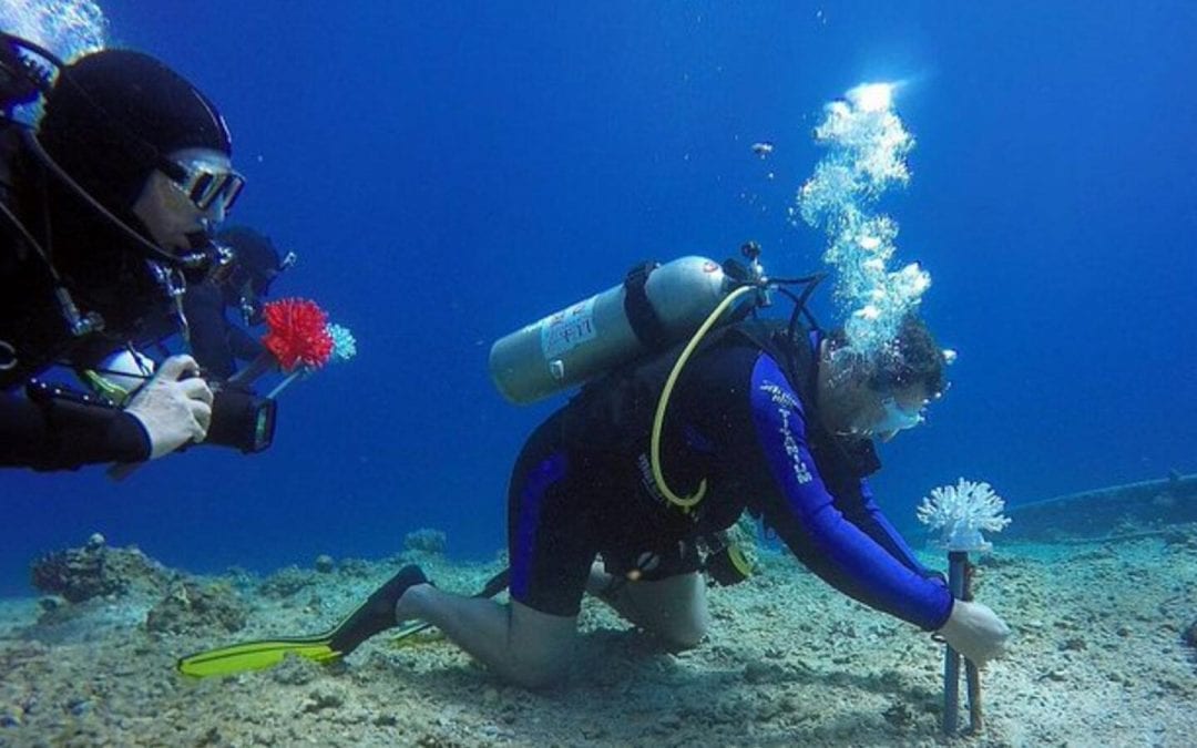 3D Printed Corals Prove Big Hit With Fish in Red Sea