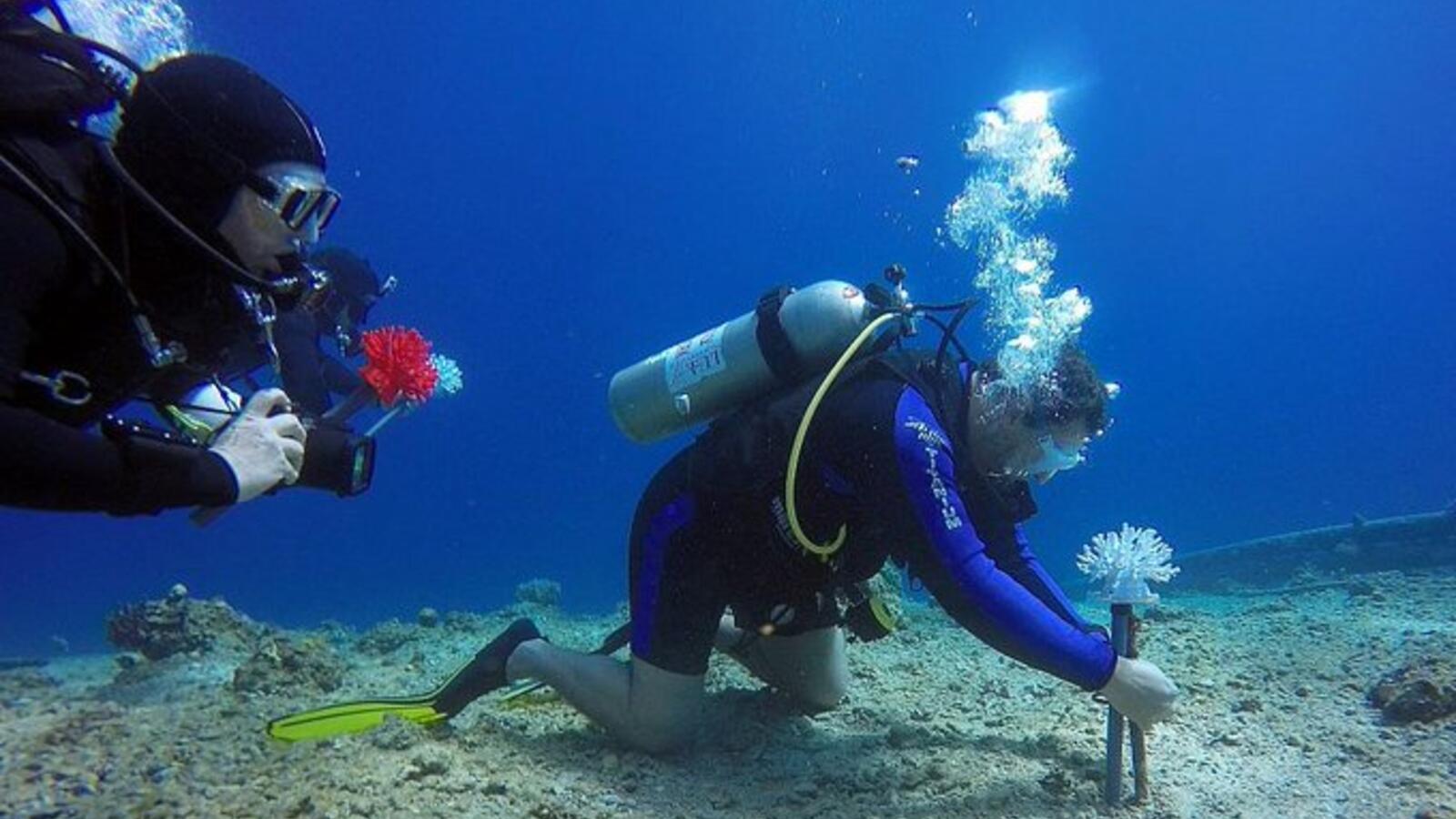 3D Printed Corals Prove Big Hit With Fish in Red Sea