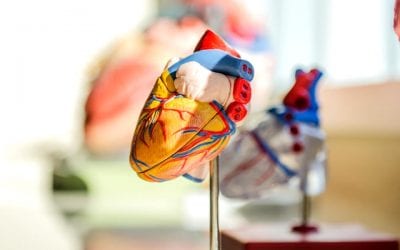 The most promising 3D printed organs projects