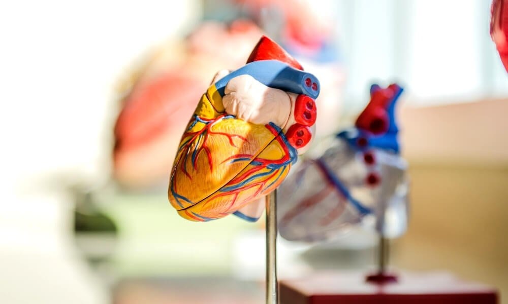 The most promising 3D printed organs projects