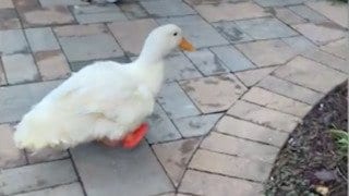 Yep, That's a Duck With a 3D-Printed Foot