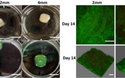 3D bacterial biofilms help tackle antimicrobial resistance crisis