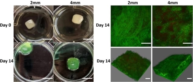 3D bacterial biofilms help tackle antimicrobial resistance crisis