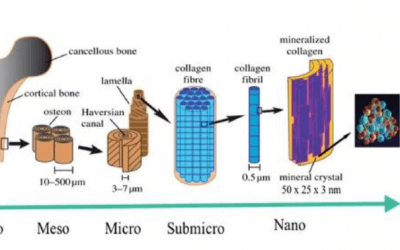 Researchers Testing 3D Printed Hydroxyapatite Structures for Bone Regeneration