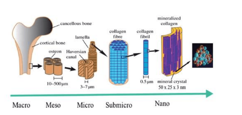 Researchers Testing 3D Printed Hydroxyapatite Structures for Bone Regeneration