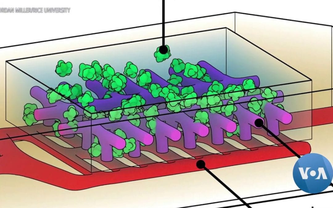 With 3D Printed Tissues, Bioengineers Are One Step Closer to 3D Printed Organs | The News Track