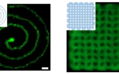 Cells thrive in blood-based bioink