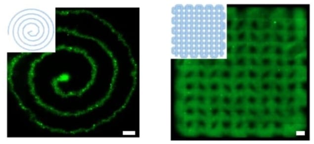 Cells thrive in blood-based bioink