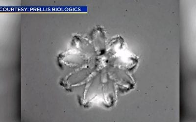 Advances Creating Capillaries Bring 3-D Bio Printing Of Organs Closer To Reality