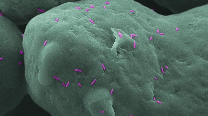 3D-printed parts that kill dangerous bacteria could stop spread of MRSA