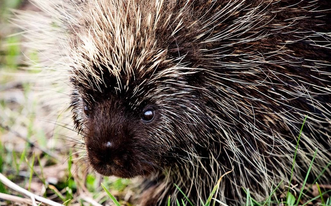 Porcupines inspire tiny needles that could replace shots