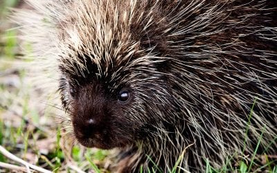 Porcupines inspire tiny needles that could replace shots