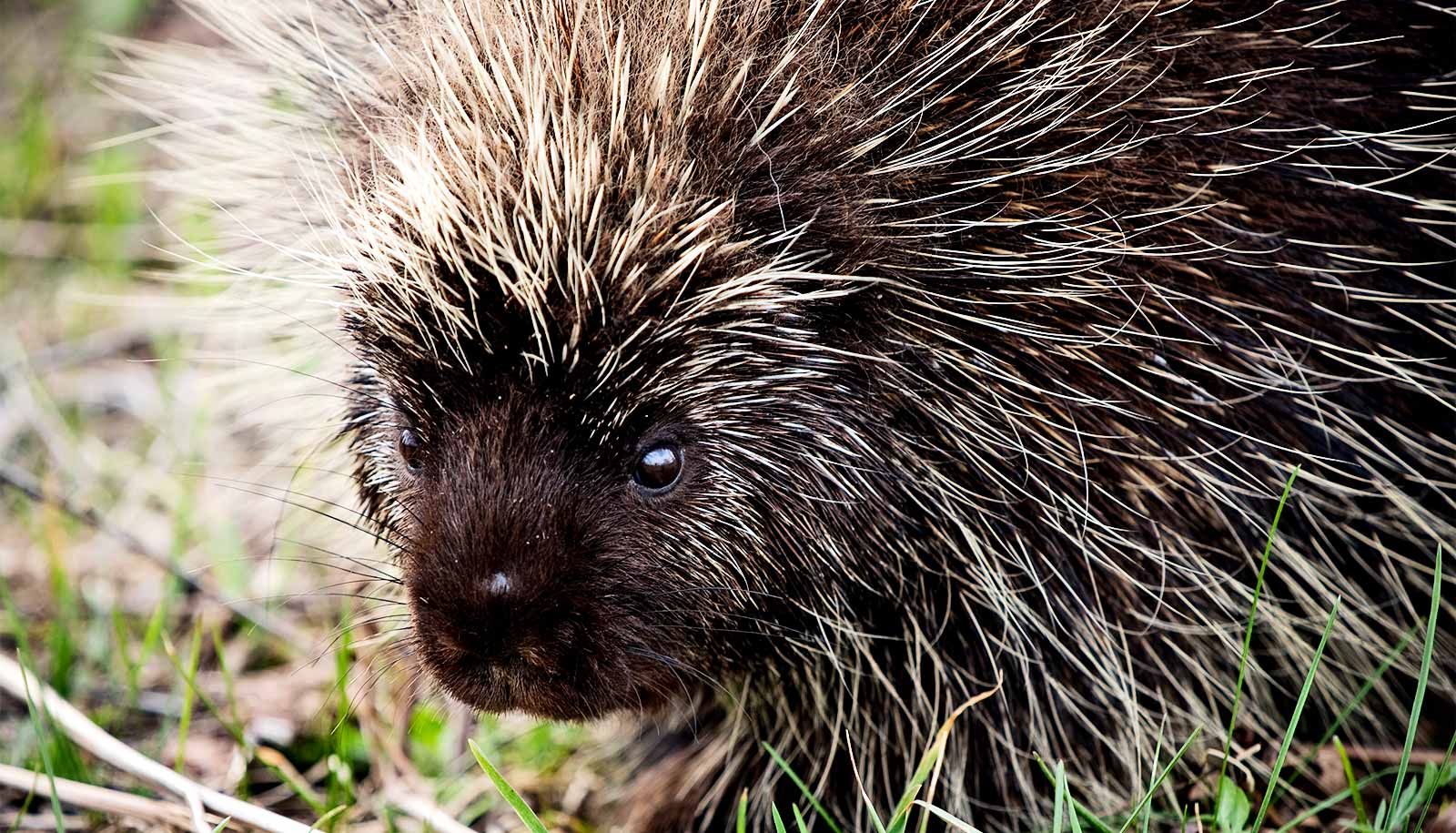 Porcupines inspire tiny needles that could replace shots