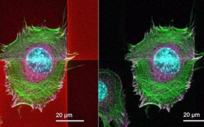 Nanoscribe develops 3D printing material for biocompatible microstructures