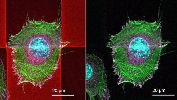 Nanoscribe develops 3D printing material for biocompatible microstructures