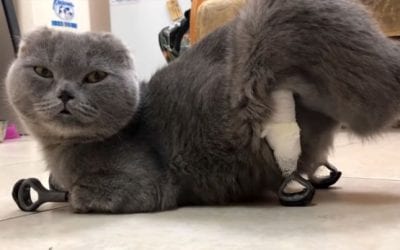 Surgeons Gave This Adorable Cat Four Amazing 3D-Printed Paws