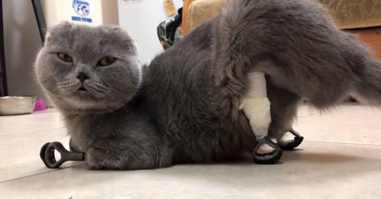 Surgeons Gave This Adorable Cat Four Amazing 3D-Printed Paws