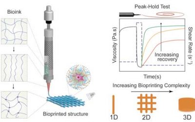 3D Bioprinting 101: Making bioprinting more accessible