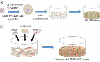 Osaka University: Vascularized Cardiac Construction with LbL & 3D Printing
