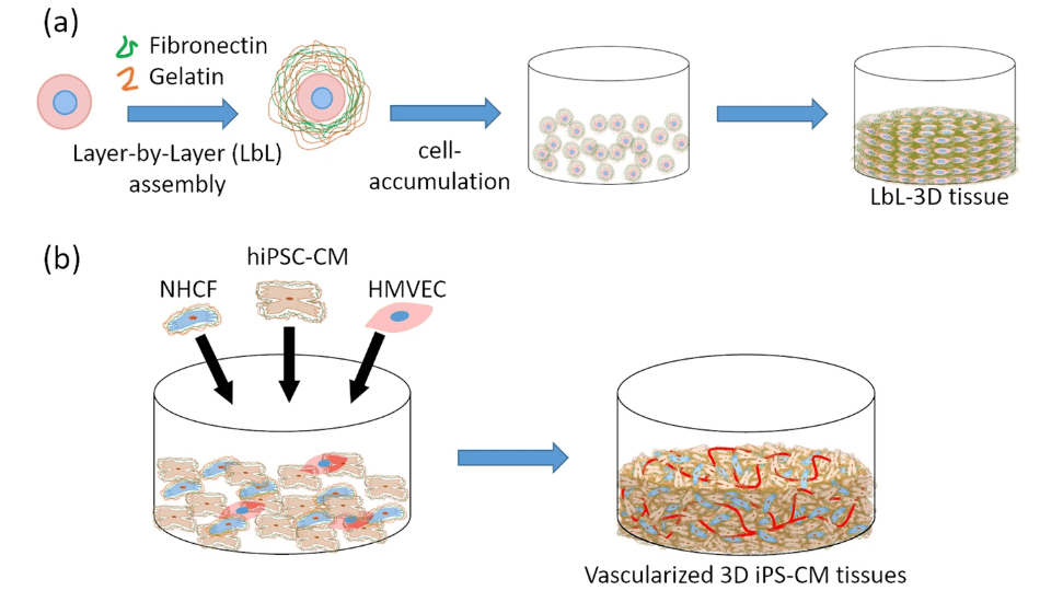 Osaka University: Vascularized Cardiac Construction with LbL & 3D Printing