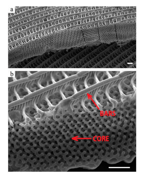 Swiss Researchers Inspired by Butterfly Wing Structure in 3D Printing Ultra-Lightweight Structures