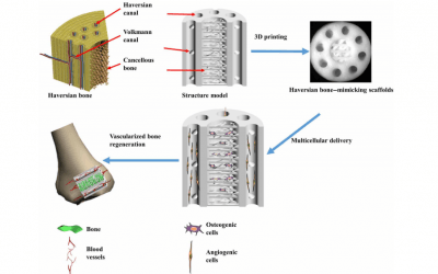 3D Printed Haversian Bone: Biomimicking for Cell Regeneration