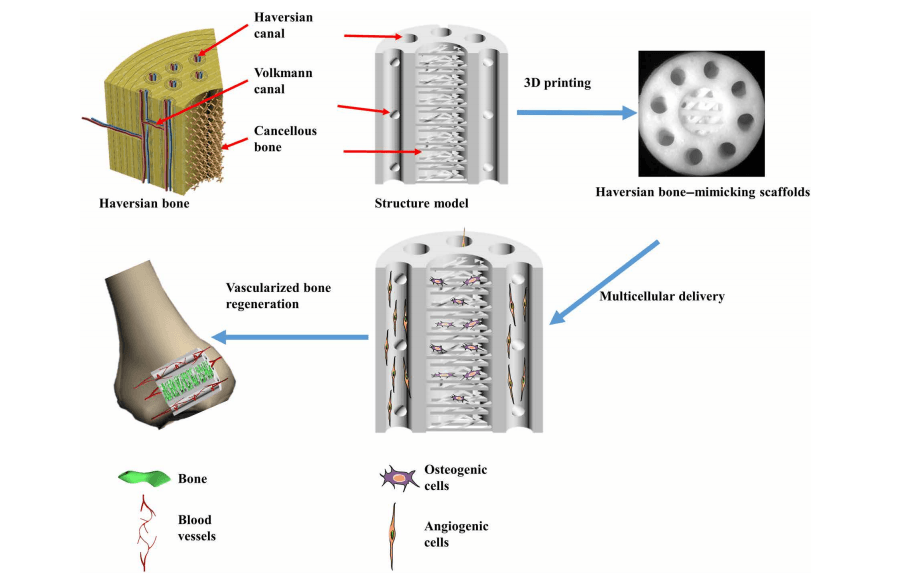 3D Printed Haversian Bone: Biomimicking for Cell Regeneration