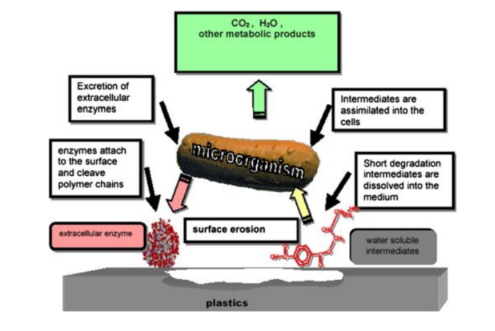 3D Printing with Bioplastics: Engineering Biodegradable PHA Blends