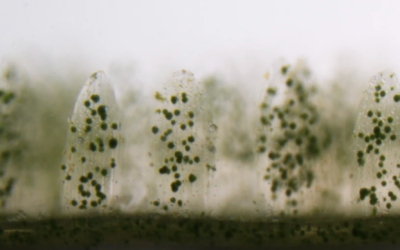 3D Printed Corals Could Be the Future of Bioenergy