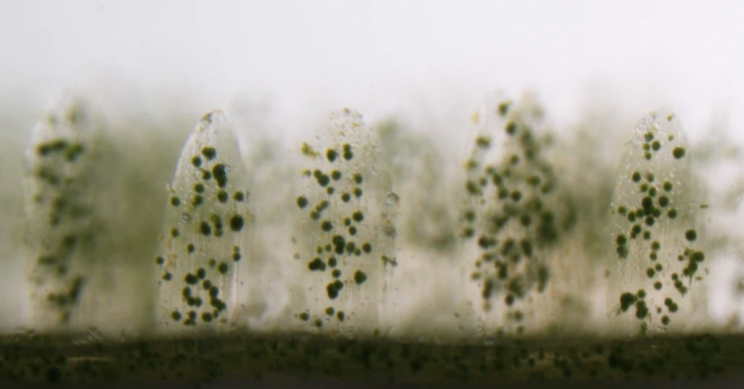 3D Printed Corals Could Be the Future of Bioenergy