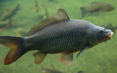 Copying Carp Could Lead To Tougher Materials