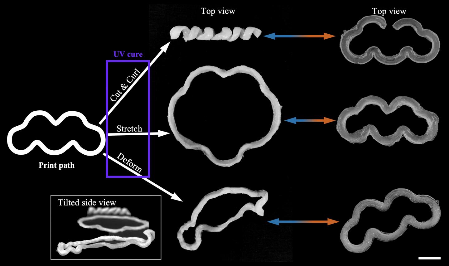 4D Printing May Lead to Biomedical Implants that Reconfigure Themselves upon Demand