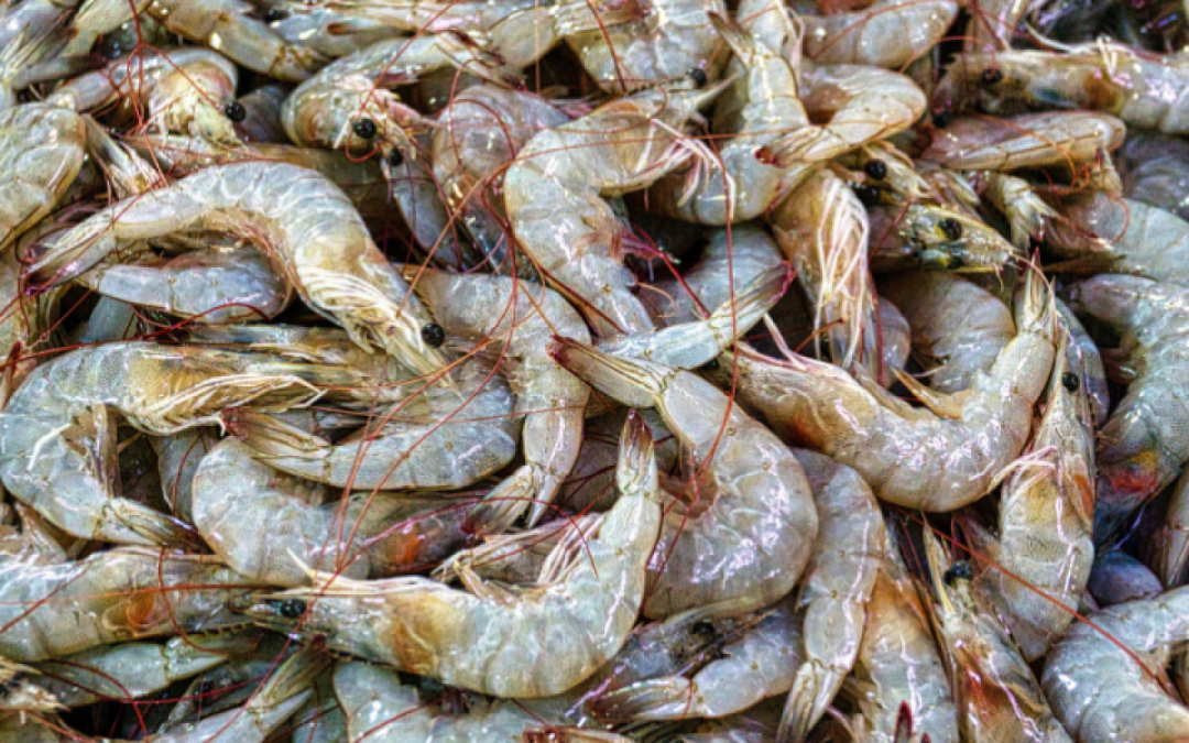 Shrimp shells to serve as the basis for new multi-protective coatings