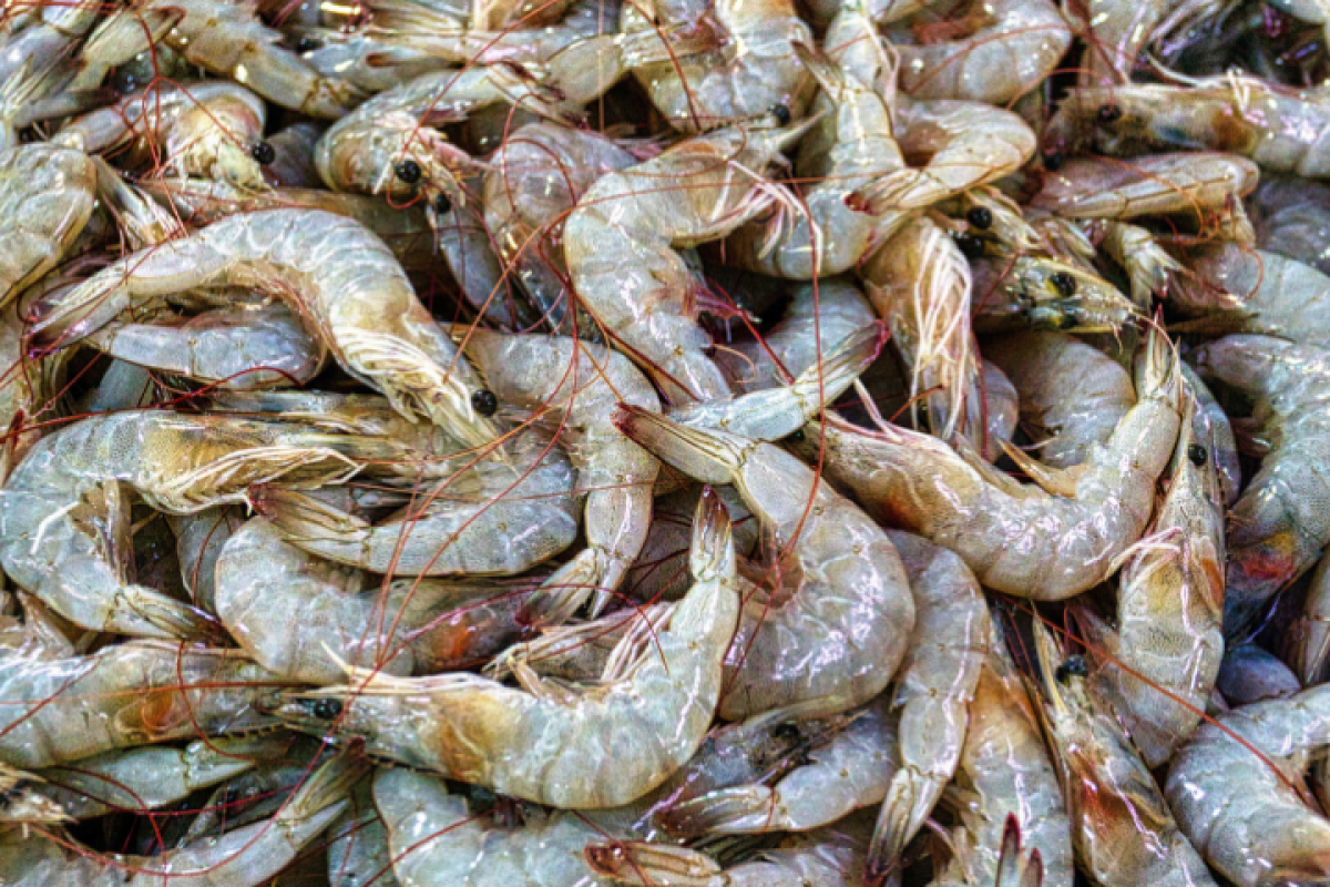 Shrimp shells to serve as the basis for new multi-protective coatings