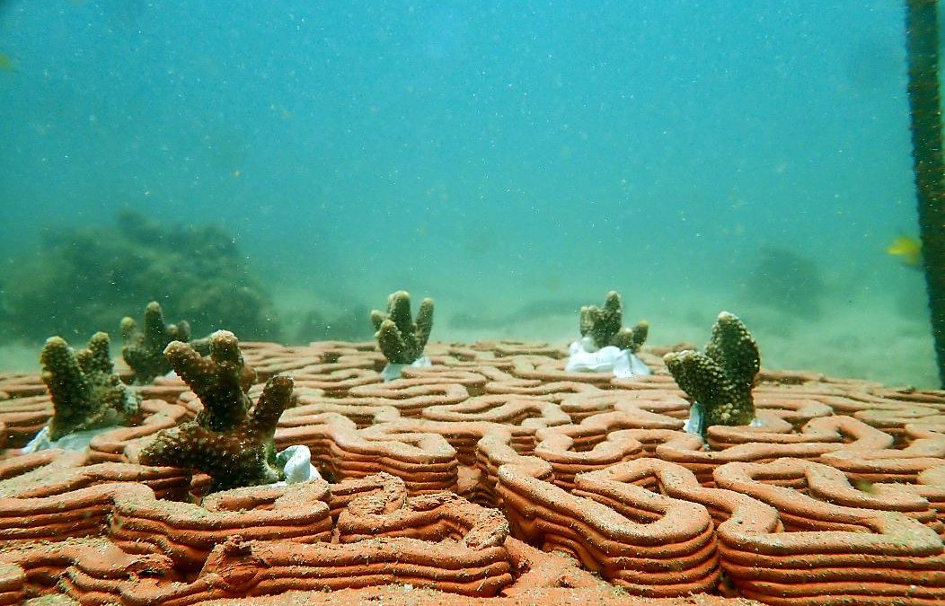 3D printing is helping to rebuild Hong Kong’s precious coral reefs